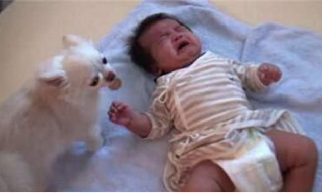 不止小狗狗叼过去的东西令主人泪奔CQ9电子游戏网站baby哭闹(图2)