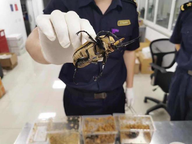 若跑出来后果严重好在工作人员精准擒获CQ