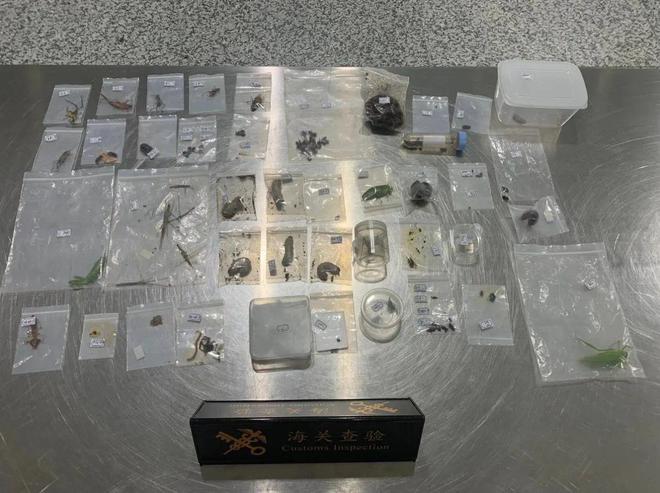 若跑出来后果严重好在工作人员精准擒获CQ9电子游戏浦东突袭活体致命毒王！(图11)